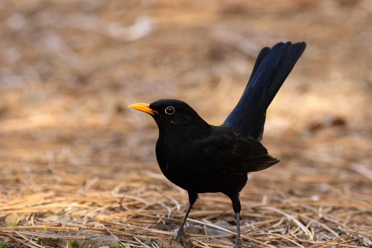 Eurasian Blackbird — Ana fotoğraf